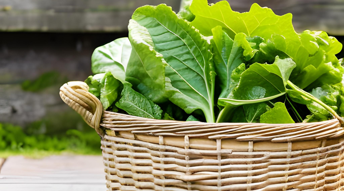 Natural Herbs That Help Migraines: Find Relief the Herbal Way