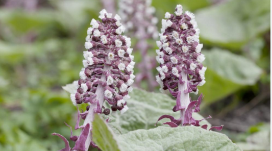 How Are The Pyrrolizidine alkaloids (PAs) Removed from Butterbur