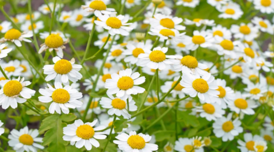 Natural Migraine Relief with Feverfew